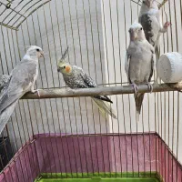 ۴ عدد عروس هلندی بفروش میرسد|پرنده|تهران, فرزانه|دیوار