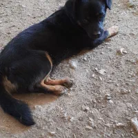 سگ‌گم شده|حیوانات|دورود, |دیوار