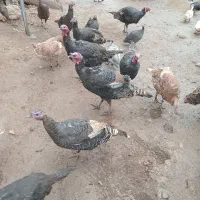 بوقلمون محلی روستایی
