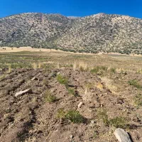 کودسفید اوره وگندم دهدشت