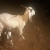 یک عدد بز زاییده دو قلو|حیوانات مزرعه|سبزوار, قصبه غربی|دیوار