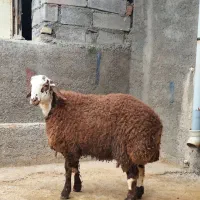 بره ،نر ،ماده