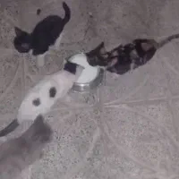 واگذاری بچه گربه رایگان DSH