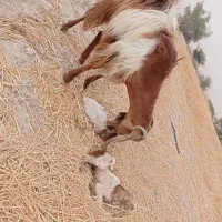 فروش بز دوقلوزا