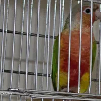 گرنچیک اناناسی مولد پر رنگ