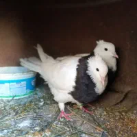 کفتر طوقی دم تخم|پرنده|گرگان, |دیوار