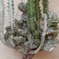 کاکتوس پیوندی لاکتی افوربیا