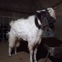 کره نر|حیوانات مزرعه|شهرضا, |دیوار