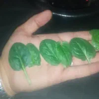 بی بی اسفناج،ریحون ایتالیایی|خوردنی و آشامیدنی|تهران, یافت آباد جنوبی|دیوار