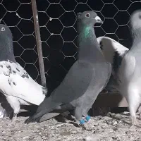 سیاه کاکلی پلاکی