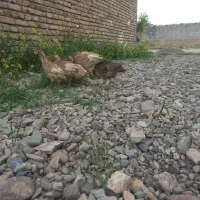 جوجه بوقلمون 3 ماهه