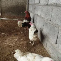 سلام ۱۰تا خروس دارم چن تا مرغ لاری