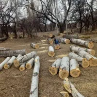 خریدار چوب تر و خشک|خدمات باغبانی و درختکاری|چالدران, |دیوار