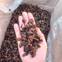 آماده تناژ بالا کشمش آبگیری|خوردنی و آشامیدنی|ورامین, ورامین|دیوار