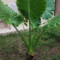 گل بابا آدم قول پیکر 2متری