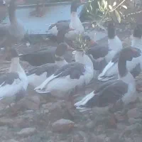غاز