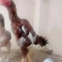 خروس سوران|حیوانات مزرعه|سیب و سوران, |دیوار