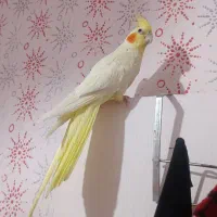 عروس هلندی دستی وباهوش وسخنگو|پرنده|زنجان, |دیوار