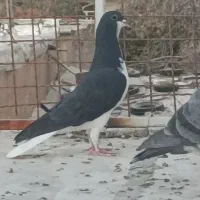 فروش تعدادی کفتر گرفتنی