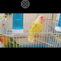 طوطی برزیلی|پرنده|تهران, ایرانشهر|دیوار