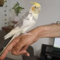 عروس هلندی نر