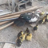 جوجه سیکا ۴۵ روزه و ۷ روزه|حیوانات مزرعه|برازجان, |دیوار