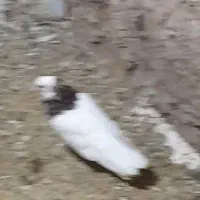 طوقی و دم سفید