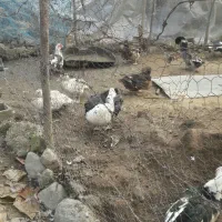 بوقلمون آوردک اسراعیلی