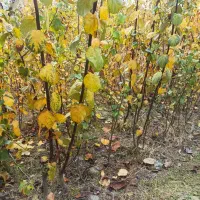 نهال به صادراتی مخصوص شمال.تعداد محدود|خدمات باغبانی و درختکاری|کردکوی, |دیوار