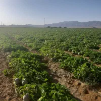 ۵۰هکتار زمین کشاورزی فروشی|فروش زمین و ملک کلنگی|شاهین‌شهر, بنیاد ازدواج|دیوار