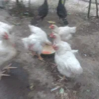جوجه گوشتی