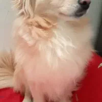 من ی دخمل مهربون و اروم هفت ماهه هستم