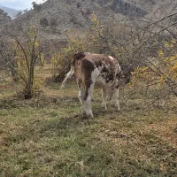 گاو نوبر|حیوانات مزرعه|شیراز, کرونی(خاتونک)|دیوار