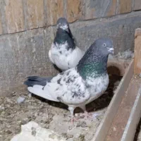 نر و ماده ظمانت تخم جوجه