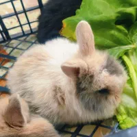 توله خرگوش میکس