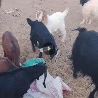 بز بزغاله دار