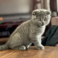 اسکاتیش وبریتیش بلو وگلد|گربه|شیراز, معالیآباد|دیوار