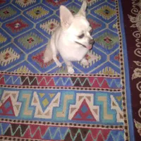 سگ شیواوا
