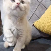 بچه گربه دو ماهه