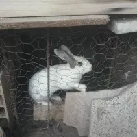 خرگوش و اوردک