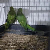 یک جفت ملنگو سبز کار داده وسلامت به فروش میرسد