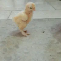 جوجه برهما کیفیت A
