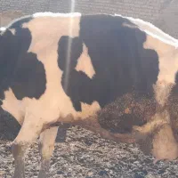 گاو شیری|حیوانات مزرعه|سده (خراسان جنوبی), |دیوار