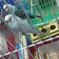 مرغ عشق به شرط
