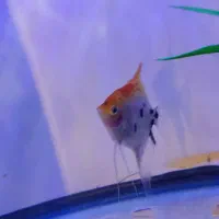 ماهی آنجل معاوضه با ماهی|ماهی|سلماس, |دیوار