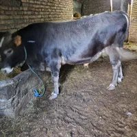 یک راس گاو نر گوشتی|حیوانات مزرعه|آبش احمد, |دیوار