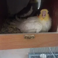 عروس هلندی جفت خورده