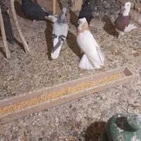 کبوددمسفید ماده|پرنده|قزوین, |دیوار