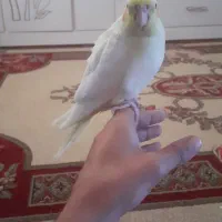 جوجه عروس هلندی|پرنده|اهواز, شهرک دانشگاه|دیوار