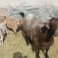 بز و بزغاله
